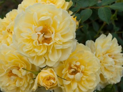 Ruža 'Golden Apollo'