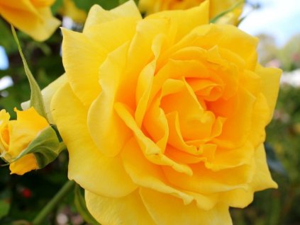 Růže 'Yellow Queen'  Rosa 'Yellow Queen'