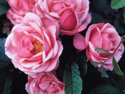 Růže 'Pink Apollo'  Rosa 'Pink Apollo'