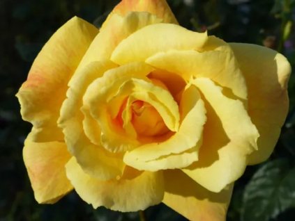 Ruža  'Double Apollo'