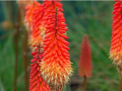 Fakľovka 'Alcazar' - Kniphofia 'Alcazar'