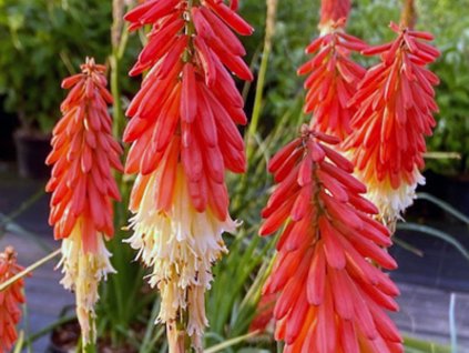 Fakľovka 'Amazing Fun' - Kniphofia 'Amazing Fun'