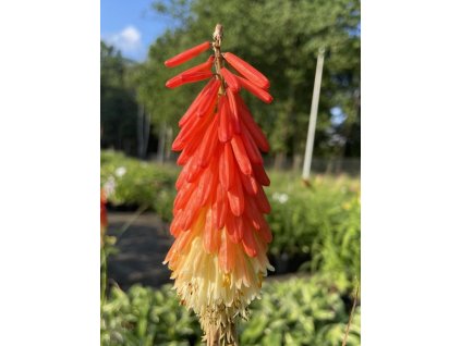 Fakľovka 'Amazing Fun' - Kniphofia 'Amazing Fun'