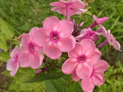 Flox metlinatý 'Rainbow Dancer' - Phlox paniculata 'Rainbow Dancer'
