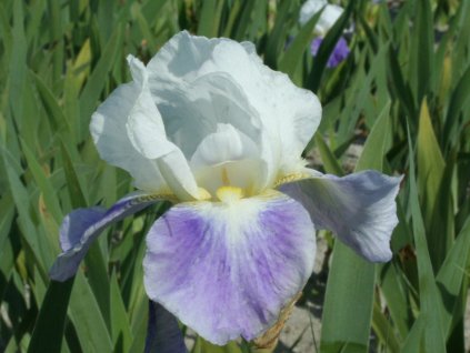 Kosatec nemecký 'Mission Ridge' - Iris germanica 'Mission Ridge'