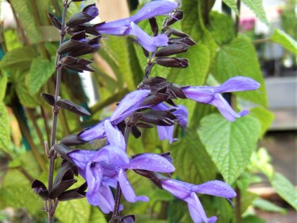 Šalvia 'Black and Bloom' - Salvia 'Black and Bloom'