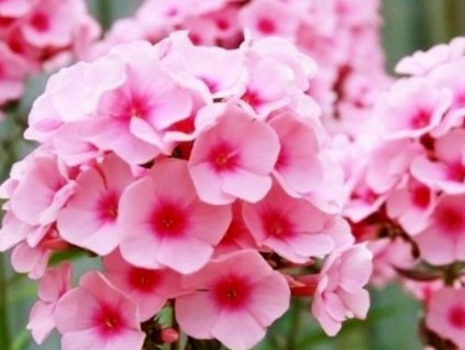 Flox metlinatý 'Brilliant' - Phlox paniculata 'Brilliant'