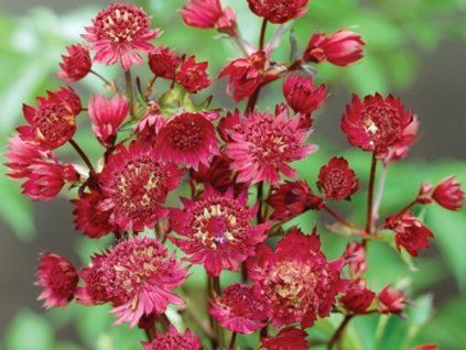 major red