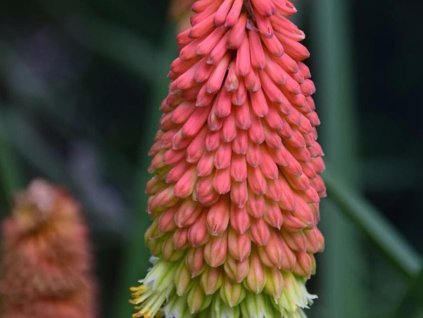 Fakľovka 'Flamingo' - Kniphofia 'Flamingo'
