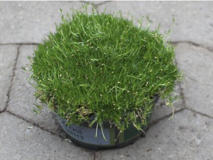 Machovička šidlovitá 'Frodo' - Sagina subulata 'Frodo'