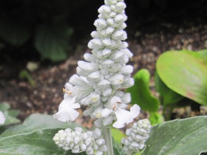 Šalvia pomúčená 'Sallyfun Snow White' - Salvia farinacea 'Sallyfun Snow White'
