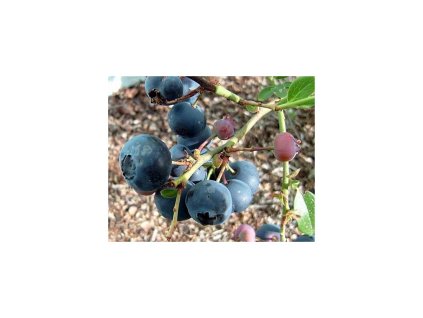 Kanadská čučoriedka 'Emilly'