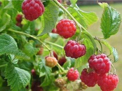 Balkónová beztrnná malina 'Ruby Beauty'