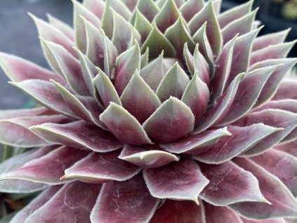Netresk Chick Charms 'Glacier Blue' - Sempervivum Chick Charms 'Glacier Blue'