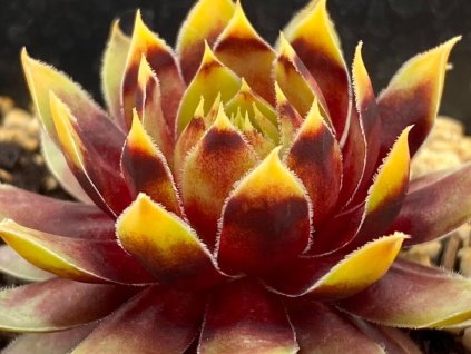 Netresk Chick Charms 'Gold Rush' - Sempervivum Chick Charms 'Gold Rush'
