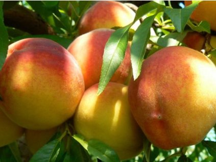 Broskyňa zakrslá 'Honey Gold' - kontajner