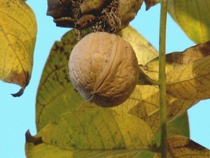 Orech kráľovský 'Ovata'