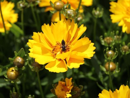 Kráska veľkoúborová 'Presto' - Coreopsis grandiflora 'Presto'