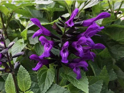 Šalvia Rockin 'Deep Purple' - Salvia Rockin 'Deep Purple'