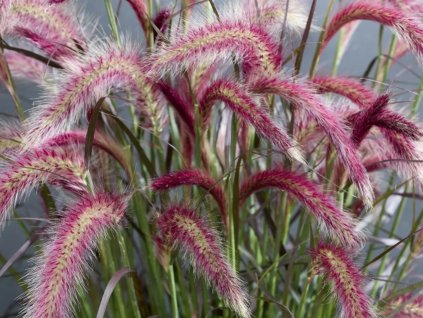 Perovec siatý 'Tiny Tails' - Pennisetum advena 'Tiny Tails'
