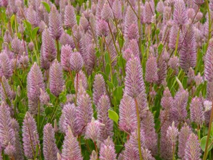 Jahňacie chvost 'Joey' - Ptilotus exaltatus 'Joey'