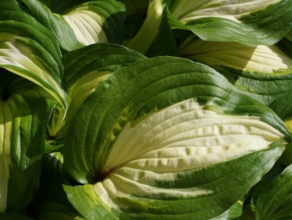 Hosta 'Raspberry Sundae' - Hosta 'Raspberry Sundae'