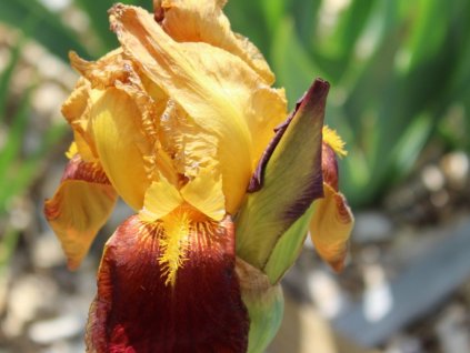 Kosatec nemecký 'Rajah Brooke' - Iris germanica 'Rajah Brooke'