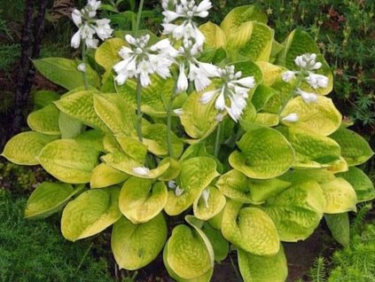Hosta 'Maui Buttercups' - Hosta 'Maui Buttercups'