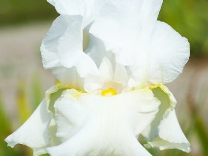 Kosatec nemecký 'Glowing Seraphin' - Iris germanica 'Glowing Seraphin'