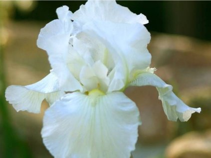 Kosatec nemecký 'White King' - Iris germanica 'White King'