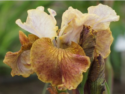 Kosatec sibírsky Peacock Butterfly® 'Jerry Murphy' - Iris sibirica Peacock Butterfly® 'Jerry Murphy'