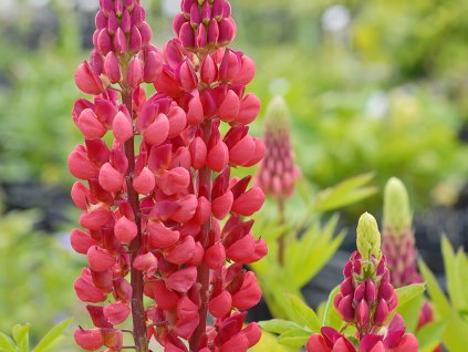 Lupina 'The Pages' - Lupinus 'The Pages'