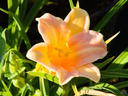 Hemerocalis Pink Wing (2)