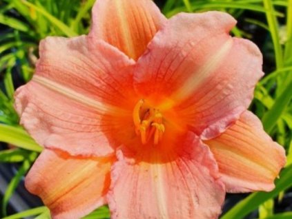 Ľaliovka EveryDaylily 'Pink Wing'® - Hemerocallis EveryDaylily 'Pink Wing'®