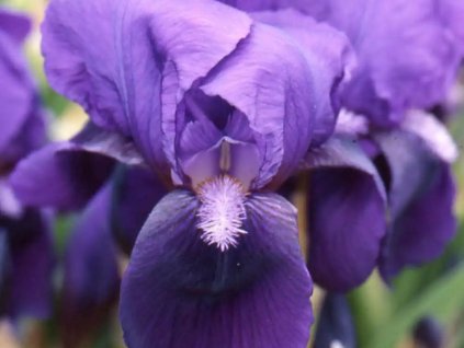 Kosatec nemecký 'Eleanor Roosevelt' - Iris germanica 'Eleanor Roosevelt'
