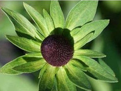 Echinacea (rudbekia) západná 'Green Wizard' - Rudbeckia occidentalis 'Green Wizard'