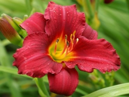Ľaliovka EveryDaylily 'Red'® - Hemerocallis EveryDaylily 'Red'®