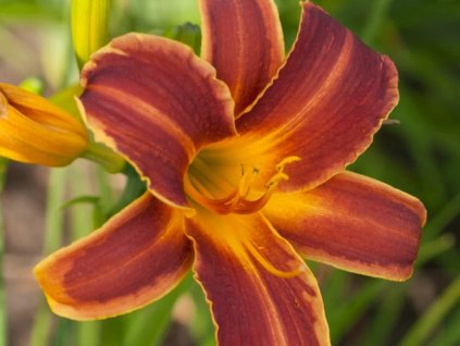 Ľaliovka EveryDaylily 'Red Rib'® - Hemerocallis EveryDaylily 'Red Rib'®