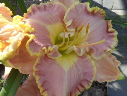 Ľaliovka  'Lavender TuTu' - Hemerocallis 'Lavender TuTu'