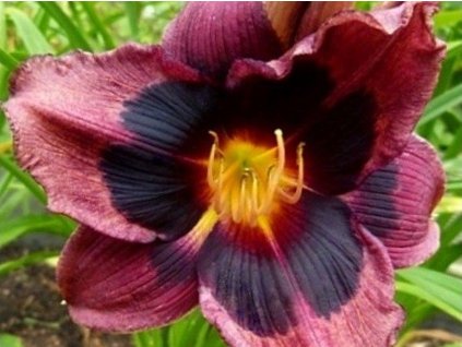 Ľaliovka  'Midnight Dynamite' - Hemerocallis 'Midnight Dynamite'