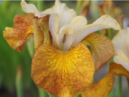 Kosatec sibírsky Peacock Butterfly® 'Ginger Twist' - Iris sibirica Peacock Butterfly® 'Ginger Twist'