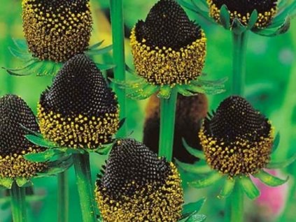Echinacea (rudbekia) západná 'Black Beauty' - Rudbeckia occidentalis 'Black Beauty'