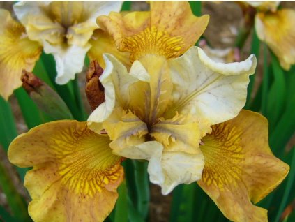 Kosatec sibírsky Peacock Butterfly® 'Butterscotch Fizz' - Iris sibirica Peacock Butterfly® 'Butterscotch Fizz'