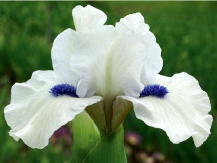 Kosatec nemecký 'Bluebeard's Ghost' - Iris germanica 'Bluebeard's Ghost'