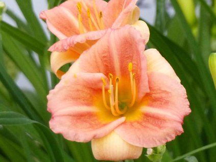 Ľaliovka EveryDaylily 'Cerise'® - Hemerocallis EveryDaylily 'Cerise'®