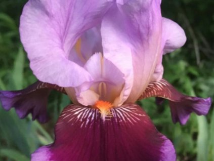 Kosatec nemecký 'Wine and Roses' - Iris germanica 'Wine and Rose'