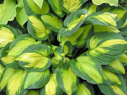 Hosta 'Georgia Sweetheart' - Hosta 'Georgia Sweetheart'