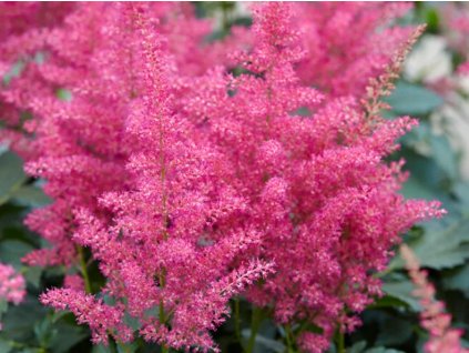Astilba japonská 'Henry Noblett' - Astilbe japonica 'Henry Noblett'