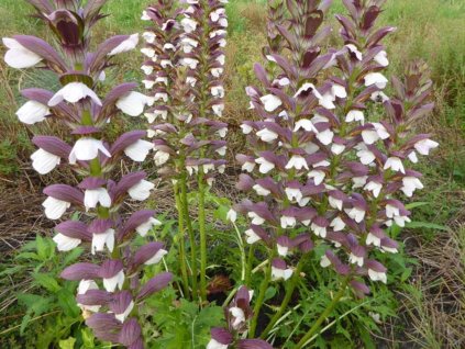 Akant mäkký  'White Lips ' - Acanthus mollis 'White Lips '
