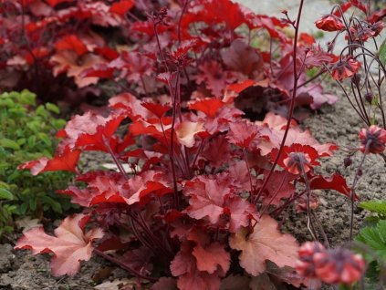 Heuchera 'Indian Summer Red' - Heuchera 'Indian Summer Red'